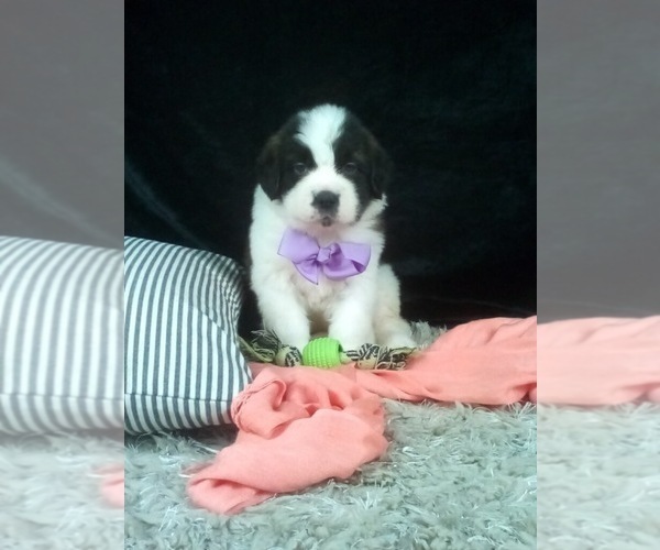 Medium Photo #1 Saint Bernard Puppy For Sale in SUGARCREEK, OH, USA