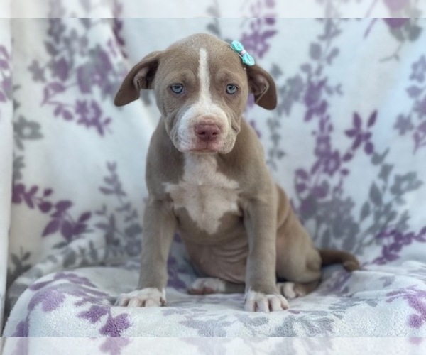 Medium Photo #15 American Bully Puppy For Sale in LAKELAND, FL, USA