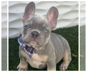 French Bulldog Puppy for Sale in N CHESTERFLD, Virginia USA
