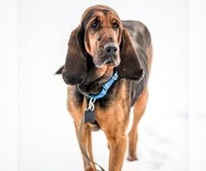 Bloodhound-Unknown Mix Dogs for adoption in Gettysburg, PA, USA