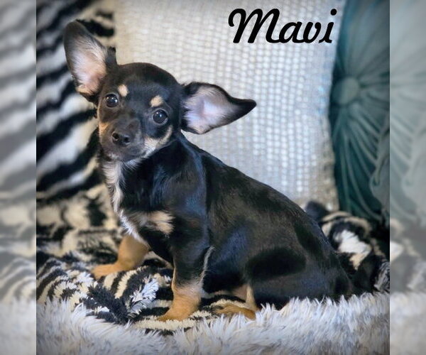 Medium Photo #1 Chiweenie Puppy For Sale in Chino Hills, CA, USA