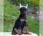 Small #2 Doberman Pinscher