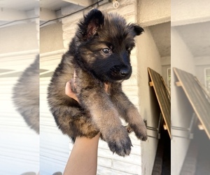 German Shepherd Dog Puppy for sale in DEL ROSA, CA, USA