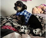 Small #2 Chiweenie