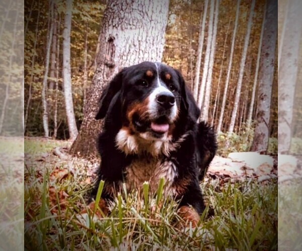 Medium Photo #1 Bernese Mountain Dog Puppy For Sale in FLOYD, VA, USA