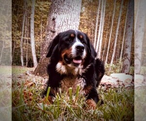 Mother of the Bernese Mountain Dog puppies born on 03/24/2025