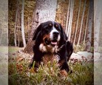Small Photo #1 Bernese Mountain Dog Puppy For Sale in FLOYD, VA, USA