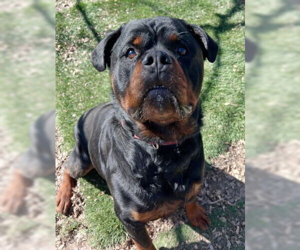 Medium Photo #7 Rottweiler-Unknown Mix Puppy For Sale in Ventura, CA, USA