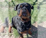 Small #6 Rottweiler Mix
