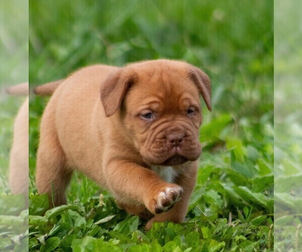 Medium Photo #4 Mastiff Puppy For Sale in MYERSTOWN, PA, USA