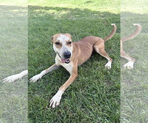 Ginny - Female Labrador Retriever-Unknown Mix Dog for Adoption - Photo #4
