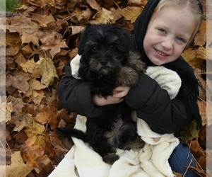 YorkiePoo Puppy for sale in MILLERSBURG, OH, USA