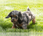 Small #3 Cocker Spaniel-Poodle (Miniature) Mix