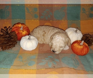 Poodle (Toy) Puppy for sale in MARTINSVILLE, OH, USA
