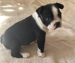 Small Photo #3 Boston Terrier Puppy For Sale in KNOXVILLE, TN, USA