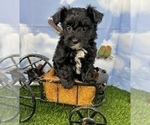 Small #10 YorkiePoo