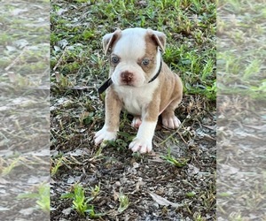 Medium Boston Terrier
