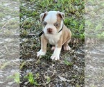 Puppy Mufasa Boston Terrier
