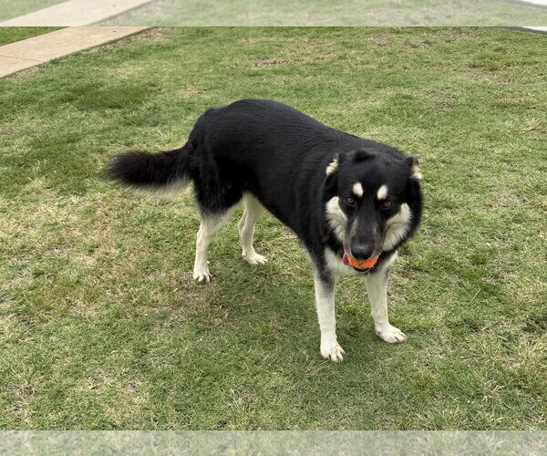 Medium Photo #3 German Shepherd Dog-Unknown Mix Puppy For Sale in McKinney, TX, USA