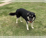 Small #2 German Shepherd Dog Mix