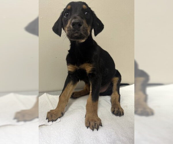 Medium Photo #1 Doberman Pinscher-Unknown Mix Puppy For Sale in Redlands, CA, USA
