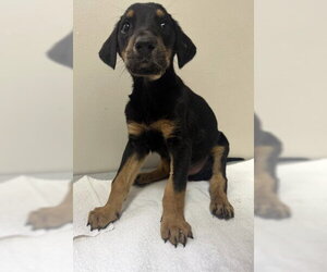 Doberman Pinscher-Unknown Mix Dogs for adoption in Redlands, CA, USA