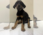 Small Doberman Pinscher Mix