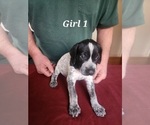 Small Photo #5 German Shorthaired Pointer Puppy For Sale in N SYRACUSE, NY, USA