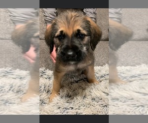 Cane Corso-Poodle (Standard) Mix Puppy for sale in MOREHEAD, KY, USA