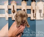 Small Photo #79 Labrador Retriever Puppy For Sale in POCAHONTAS, IL, USA