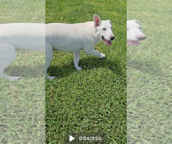 Medium Photo #6 Great Pyrenees-Unknown Mix Puppy For Sale in Dumont, NJ, USA