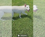 Small #5 Great Pyrenees Mix
