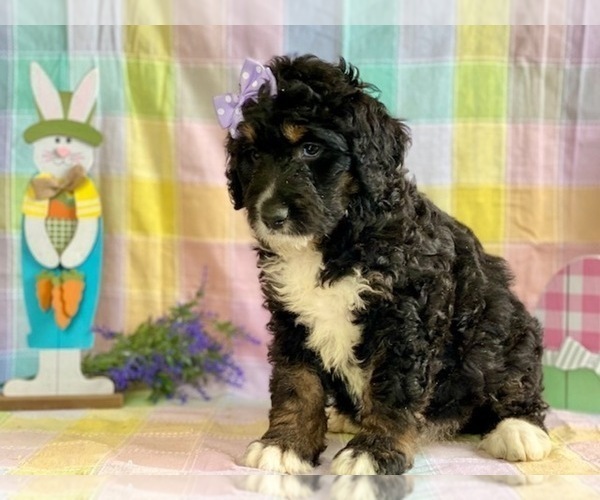 Medium Photo #3 Bernedoodle Puppy For Sale in LANCASTER, PA, USA