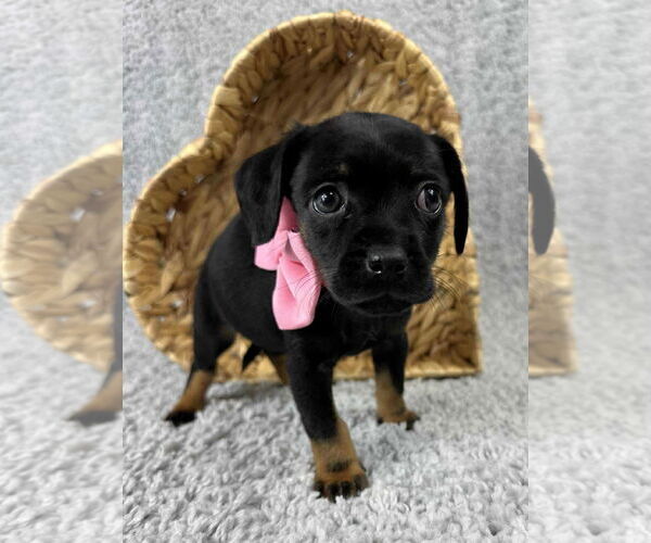 Medium Photo #2 Chihuahua-Unknown Mix Puppy For Sale in Grafton, WI, USA