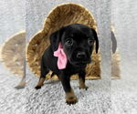 Small #1 Chihuahua Mix