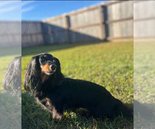 Medium Photo #2 Dachshund Puppy For Sale in Gulfport, MI, USA