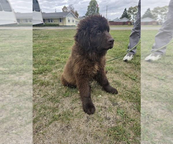 Medium Photo #1 Newfoundland Puppy For Sale in TILTON, IL, USA