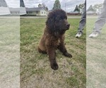 Puppy Bailey Bear Newfoundland