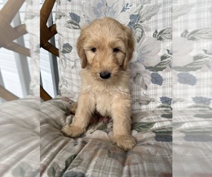 Goldendoodle Puppy for sale in SATSUMA, FL, USA