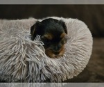 Small #2 Yorkshire Terrier