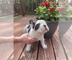 Small Photo #12 French Bulldog Puppy For Sale in KANSAS CITY, MO, USA