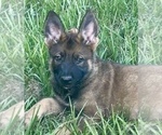 Small #4 German Shepherd Dog