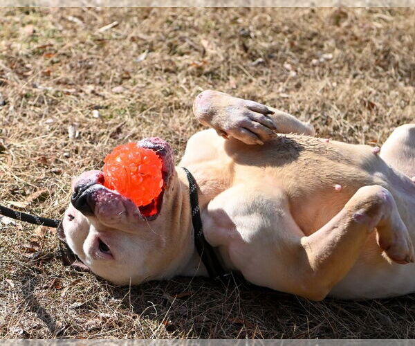 Medium Photo #5 Mutt Puppy For Sale in Glen Allen, VA, USA