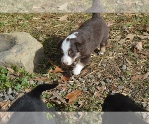 Border Sheepdog Puppy for sale in NATHALIE, VA, USA