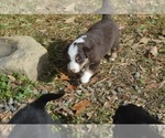 Small Photo #1 Border Sheepdog Puppy For Sale in NATHALIE, VA, USA