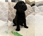 Small Photo #7 Labrador Retriever Puppy For Sale in TWIN FALLS, ID, USA