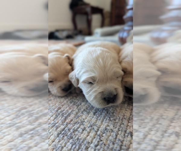 Medium Photo #3 English Cream Golden Retriever Puppy For Sale in SACRAMENTO, CA, USA