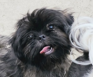 Shih Tzu Puppy for sale in SPG VALLEY LK, CA, USA