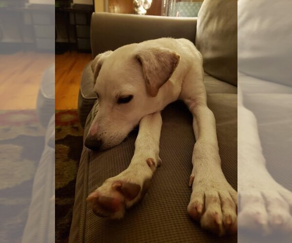 Medium Photo #4 Labrador Retriever-Unknown Mix Puppy For Sale in New York, NY, USA