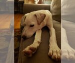 Small #3 Labrador Retriever Mix